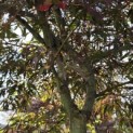 Acer palmatum 'Garnet' - 2