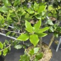 Quercus ilex - 4