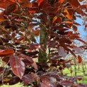 Fagus sylvatica 'Atropunicea' - 2
