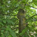 Haagbeuk - Foto 3