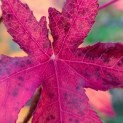 Liquidambar styraciflua 'Palo Alto' - Foto 2
