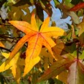Liquidambar styraciflua 'Palo Alto' - Foto 3