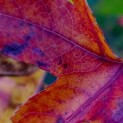 Liquidambar styraciflua 'Palo Alto' - Foto 1