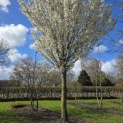 Prunus Umineko - Foto 7
