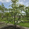 Cornus kousa 'Venus' - 2