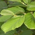 Hamamelis mollis zomerblad
