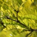 Gleditsia  triacanthos ‘Sunburst’ - Foto 1