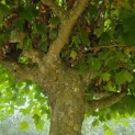 Platanus hispanica - Foto 4