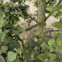 Carpinus betulus - 3