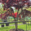 Acer palmatum 'Bloodgood' - Foto 2