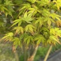 Acer palmatum - 2