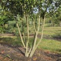 Prunus laur. Caucasica - 2