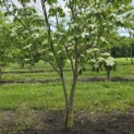 Cornus kousa 'China Girl' - Foto 6