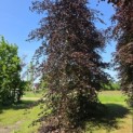 Fagus sylvatica 'Atropunicea' - 3