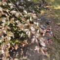 Fagus sylvatica 'Atropunicea' - 4