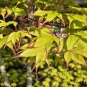 Acer palmatum 'Tsumabeni' - 2