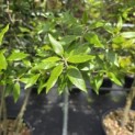 Quercus ilex - 4