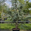 Cedrus libani 'Silberspitz' - 2