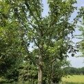 Malus domestica 'Rode Boskoop' - mei 2026