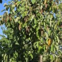 Magnolia acuminata - Foto 6