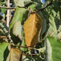 Magnolia acuminata - Foto 5