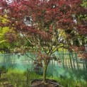 Acer palmatum 'Trompenburg' - Foto 3