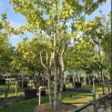 Liquidambar styraciflua 'Worplesdon' - 1