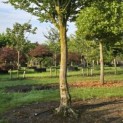 Carpinus Betulus - 4
