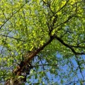 betula nigra - Afbeelding kroon 965
