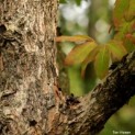 Acer Triflorum - Afbeelding 835 sept 2022
