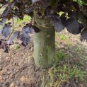 Fagus sylvatica 'Atropunicea' - 4