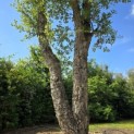 Quercus Suber - 2