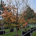 Parrotia persica - Foto 1