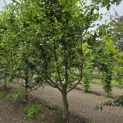 Carpinus betulus - 3