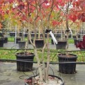 Liquidambar styraciflua - Foto 1