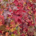 Liquidambar styraciflua - Foto 2