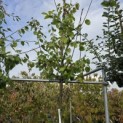 Prunus domestica 'Reine Claude d' Oullins' - Foto 1