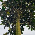 Magnolia grandiflora 'Galissonnière' - 2