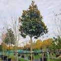 Magnolia grandiflora 'Galissonnière' - 1