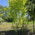 Corylus Avellana 'Aurea' - 1