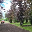 Fagus sylvatica 'Atropunicea' - Afbeelding 1000