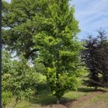 Fagus Dawyck Gold - 1