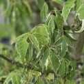 Acer negundo 'Flamingo' - Foto 1