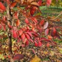 Stewartia Rostrata - 2