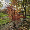 Stewartia Rostrata - najaar 2025
