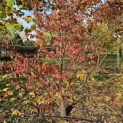 Stewartia Rostrata - 4