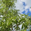 Aesculus x Arnoldiana 'Autumn Splendor' - impressie blad voorjaar