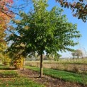 Morus alba 'Macrophylla' - november 2022