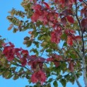 Parrotia persica 'Vanessa' - Afbeelding 2