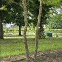 Platanus hispanica - 3